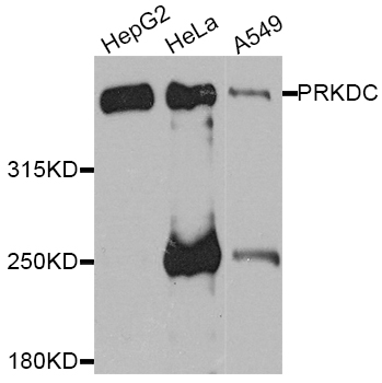 PRKDC / DNA-PKcs Antibody - Western blot analysis of extracts of various cell lines.