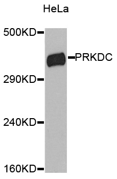 PRKDC / DNA-PKcs Antibody - Western blot analysis of extracts of HeLa cells, using PRKDC antibody. The secondary antibody used was an HRP Goat Anti-Rabbit IgG (H+L) at 1:10000 dilution. Lysates were loaded 25ug per lane and 3% nonfat dry milk in TBST was used for blocking.