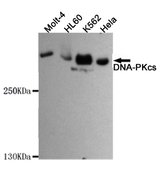 PRKDC / DNA-PKcs Antibody - Western blot detection of DNA-PKcs in HeLa, K562, HL-60 and MOLT-4 cell lysates using DNA-PKcs mouse monoclonal antibody (1:1000 dilution). Predicted band size: 450KDa, Observed band size:450KDa.