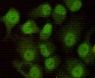 PRKDC / DNA-PKcs Antibody - Immunocytochemistry stain of HeLa using DNA-PKcs mouse monoclonal antibody (1:200).