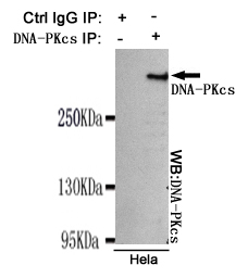 PRKDC / DNA-PKcs Antibody - Immunoprecipitation analysis of HeLa cell lysates using DNA-PKcs mouse monoclonal antibody.