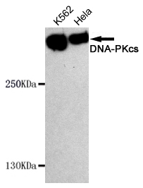 PRKDC / DNA-PKcs Antibody - Western blot detection of DNA-PKcs in HeLa and K562 cell lysates using DNA-PKcs mouse monoclonal antibody (1:1000 dilution). Predicted band size: 450KDa, Observed band size:450KDa.
