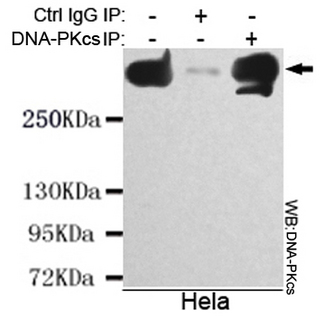 PRKDC / DNA-PKcs Antibody - Immunoprecipitation analysis of HeLa cell lysate using DNA-PKcs mouse monoclonal antibody.
