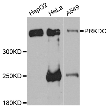 PRKDC / DNA-PKcs Antibody - Western blot analysis of extracts of various cell lines.