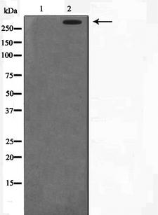PRKDC / DNA-PKcs Antibody - Western blot analysis on HeLa cell lysates using DNA-PK antibody. The lane on the left is treated with the antigen-specific peptide.