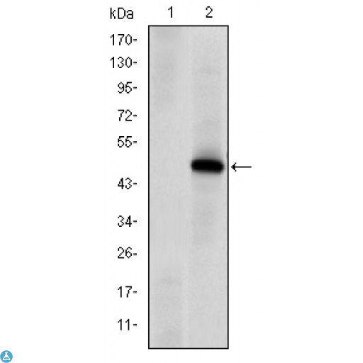 PRKDC / DNA-PKcs Antibody - ELISA analysis of DNA-PKCS antibody.
