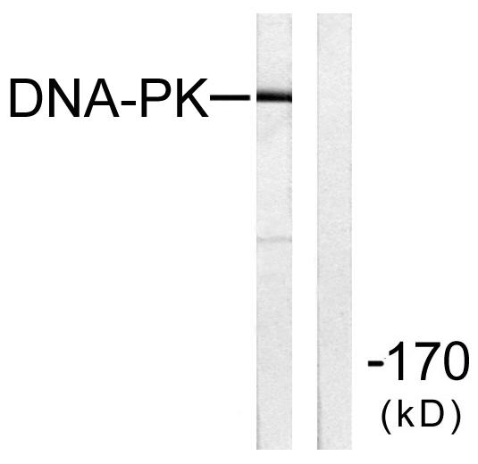 PRKDC / DNA-PKcs Antibody - Western blot analysis of extracts from HeLa cells using DNA-PK antibody.