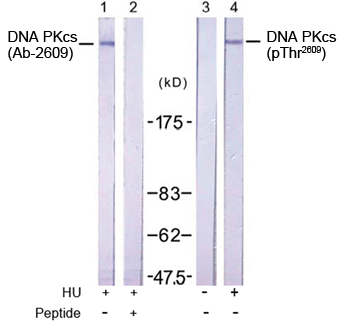 PRKDC / DNA-PKcs Antibody - Western blot of extracts from K562 cells untreated and treated with hydroxyurea using Rabbit Anti-DNA PKcs (Ab-2609) Polyclonal Antibody and Rabbit Anti-DNA PKcs (Phospho-Thr2609) Polyclonal Antibody (Rabbit Anti-DNA PKcs (Phospho-Thr2609) Polyclonal Antibody, Lane 3 and 4).