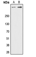 PRKDC / DNA-PKcs Antibody - Western blot analysis of DNA-PKcs (pT2647) expression in Jurkat (A); HeLa (B) whole cell lysates.