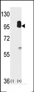 PRKG2 / CGKII Antibody - Western blot of cGKII (arrow) using cGKII Antibody. 293 cell lysates (2 ug/lane) either nontransfected (Lane 1) or transiently transfected with the PRKG2 gene (Lane 2).