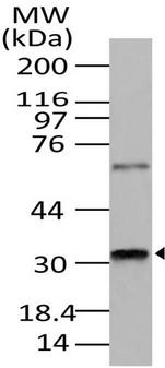 PRKRA / PACT Antibody - Fig-1: Western blot analysis of Rax. Anti-Rax antibody was used at 1 µg/ml on K562 lysate.