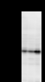 PRKRA / PACT Antibody - Detection of PRKRA by Western blot. Samples: Whole cell lysate from human HEK293 (H, 25 ug) , mouse NIH3T3 (M, 25 ug) and rat F2408 (R, 25 ug) cells. Predicted molecular weight: 34 kDa