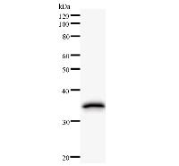 PRKRA / PACT Antibody - Western blot analysis of immunized recombinant protein, using anti-PRKRA monoclonal antibody.