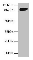 PRKRIR Antibody - Western blot All lanes: repressor of the inhibitor of the protein kinase antibody at 10µg/ml + HepG2 whole cell lysate Secondary Goat polyclonal to rabbit IgG at 1/10000 dilution Predicted band size: 88, 57 kDa Observed band size: 88 kDa