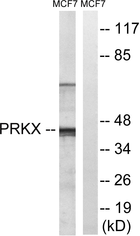 PRKX Antibody - Western blot analysis of lysates from MCF-7 cells, using PRKX Antibody. The lane on the right is blocked with the synthesized peptide.