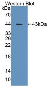 PRKX Antibody - Western blot of PRKX antibody.