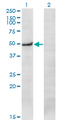 PRKX Antibody - Western Blot analysis of PRKX expression in transfected 293T cell line by PRKX monoclonal antibody (M01), clone 1H7.Lane 1: PRKX transfected lysate(40.9 KDa).Lane 2: Non-transfected lysate.
