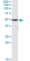 PRKX Antibody - Immunoprecipitation of PRKX transfected lysate using anti-PRKX monoclonal antibody and Protein A Magnetic Bead, and immunoblotted with PRKX rabbit polyclonal antibody.