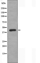 PRKX Antibody - Western blot analysis of extracts of MCF-7 cells using PRKX antibody.