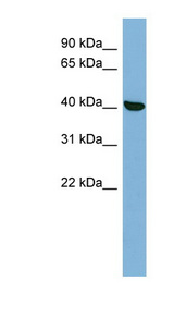 PRKX Antibody - PRKX antibody Western blot of HepG2 cell lysate. This image was taken for the unconjugated form of this product. Other forms have not been tested.