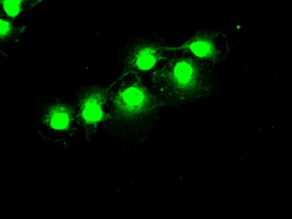 PRKY Antibody - Anti-PRKY mouse monoclonal antibody  immunofluorescent staining of COS7 cells transiently transfected by pCMV6-ENTRY PRKY.