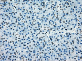 PRKY Antibody - Immunohistochemical staining of paraffin-embedded pancreas tissue using anti-PRKY mouse monoclonal antibody. (Dilution 1:50).