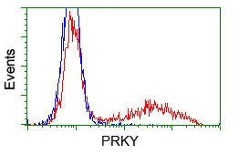 PRKY Antibody - HEK293T cells transfected with either pCMV6-ENTRY PRKY (Red) or empty vector control plasmid (Blue) were immunostained with anti-PRKY mouse monoclonal(Dilution 1:1,000), and then analyzed by flow cytometry.