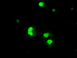 PRKY Antibody - Anti-PRKY mouse monoclonal antibody  immunofluorescent staining of COS7 cells transiently transfected by pCMV6-ENTRY PRKY.