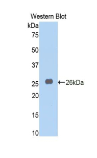 PRL / Prolactin Antibody - Western blot of recombinant PRL / Prolactin.  This image was taken for the unconjugated form of this product. Other forms have not been tested.