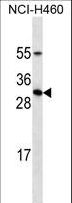 PRL / Prolactin Antibody - PRL Antibody western blot of NCI-H460 cell line lysates (35 ug/lane). The PRL antibody detected the PRL protein (arrow).