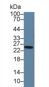 PRL / Prolactin Antibody - Western Blot; Sample: Rat Serum; Primary Ab: 5µg/ml Rabbit Anti-Rat PRL Antibody Second Ab: 0.2µg/mL HRP-Linked Caprine Anti-Rabbit IgG Polyclonal Antibody