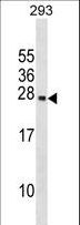 PRL / Prolactin Antibody - PRL Antibody western blot of 293 cell line lysates (35 ug/lane). The PRL antibody detected the PRL protein (arrow).