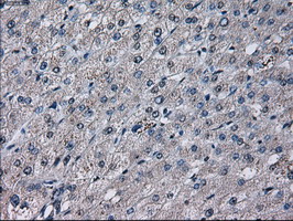PRL / Prolactin Antibody - IHC of paraffin-embedded liver tissue using anti-PRL mouse monoclonal antibody. (Dilution 1:50).