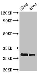PRL / Prolactin Antibody - Western Blot Positive WB detected in Recombinant protein All lanes: PRL antibody at 2.8µg/ml Secondary Goat polyclonal to rabbit IgG at 1/50000 dilution predicted band size: 28 kDa observed band size: 28 kDa