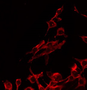 PRLHR / GPR10 Antibody - Staining HeLa cells by IF/ICC. The samples were fixed with PFA and permeabilized in 0.1% Triton X-100, then blocked in 10% serum for 45 min at 25°C. The primary antibody was diluted at 1:200 and incubated with the sample for 1 hour at 37°C. An Alexa Fluor 594 conjugated goat anti-rabbit IgG (H+L) Ab, diluted at 1/600, was used as the secondary antibody.
