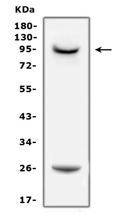 PRLR / Prolactin Receptor Antibody - Western blot analysis of PRLR using anti-PRLR antibody. Electrophoresis was performed on a 5-20% SDS-PAGE gel at 70V (Stacking gel) / 90V (Resolving gel) for 2-3 hours. The sample well of each lane was loaded with 50ug of sample under reducing conditions. Lane 1: rat PC-12 whole cell lysates. After Electrophoresis, proteins were transferred to a Nitrocellulose membrane at 150mA for 50-90 minutes. Blocked the membrane with 5% Non-fat Milk/ TBS for 1.5 hour at RT. The membrane was incubated with rabbit anti-PRLR antigen affinity purified polyclonal antibody at 0.5 µg/mL overnight at 4°C, then washed with TBS-0.1% Tween 3 times with 5 minutes each and probed with a goat anti-rabbit IgG-HRP secondary antibody at a dilution of 1:10000 for 1.5 hour at RT. The signal is developed using an Enhanced Chemiluminescent detection (ECL) kit with Tanon 5200 system. A specific band was detected for PRLR at approximately 90KD. The expected band size for PRLR is at 70KD.