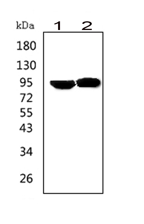 PRLR / Prolactin Receptor Antibody - Western blot analysis of PRLR using anti-PRLR antibody. Electrophoresis was performed on a 5-20% SDS-PAGE gel at 70V (Stacking gel) / 90V (Resolving gel) for 2-3 hours. The sample well of each lane was loaded with 50ug of sample under reducing conditions. Lane 1: human Hela whole cell lysates, Lane 2: human MCF-7 whole cell lysates. After Electrophoresis, proteins were transferred to a Nitrocellulose membrane at 150mA for 50-90 minutes. Blocked the membrane with 5% Non-fat Milk/ TBS for 1.5 hour at RT. The membrane was incubated with rabbit anti-PRLR antigen affinity purified polyclonal antibody at 0.5 µg/mL overnight at 4°C, then washed with TBS-0.1% Tween 3 times with 5 minutes each and probed with a goat anti-rabbit IgG-HRP secondary antibody at a dilution of 1:10000 for 1.5 hour at RT. The signal is developed using an Enhanced Chemiluminescent detection (ECL) kit with Tanon 5200 system. A specific band was detected for PRLR at approximately 95KD. The expected band size for PRLR is at 70KD.