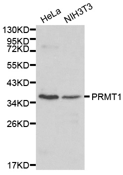 PRMT1 Antibody - Western blot analysis of Hela cell and NIH3T3 cell lysate.