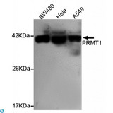 PRMT1 Antibody - Western blot detection of PRMT1 in Hela, A549 and SW480 cell lysates using PRMT1 mouse mAb (1:1000 diluted). Predicted band size: 42KDa. Observed band size: 42KDa.