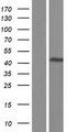 PRMT1 Protein - Western validation with an anti-DDK antibody * L: Control HEK293 lysate R: Over-expression lysate