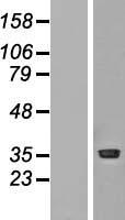 PRMT1 Protein - Western validation with an anti-DDK antibody * L: Control HEK293 lysate R: Over-expression lysate