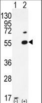 PRMT2 Antibody - Western blot of PRMT2 (arrow) using rabbit polyclonal PRMT2 Antibody (A37). 293 cell lysates (2 ug/lane) either nontransfected (Lane 1) or transiently transfected (Lane 2) with the PRMT2 gene.