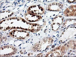 PRMT2 Antibody - IHC of paraffin-embedded Human Kidney tissue using anti-PRMT2 mouse monoclonal antibody.