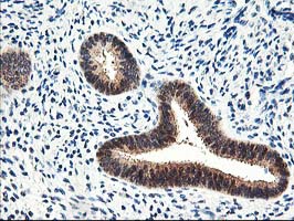 PRMT2 Antibody - IHC of paraffin-embedded Human endometrium tissue using anti-PRMT2 mouse monoclonal antibody.