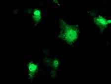 PRMT2 Antibody - Anti-PRMT2 mouse monoclonal antibody immunofluorescent staining of COS7 cells transiently transfected by pCMV6-ENTRY PRMT2.