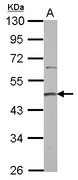 PRMT2 Antibody - Sample (30 ug of whole cell lysate) A: 293T 10% SDS PAGE PRMT2 antibody diluted at 1:3000