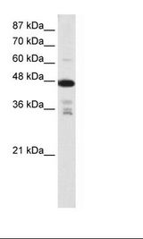 PRMT2 Antibody - Jurkat Cell Lysate.  This image was taken for the unconjugated form of this product. Other forms have not been tested.