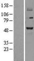 PRMT2 Protein - Western validation with an anti-DDK antibody * L: Control HEK293 lysate R: Over-expression lysate