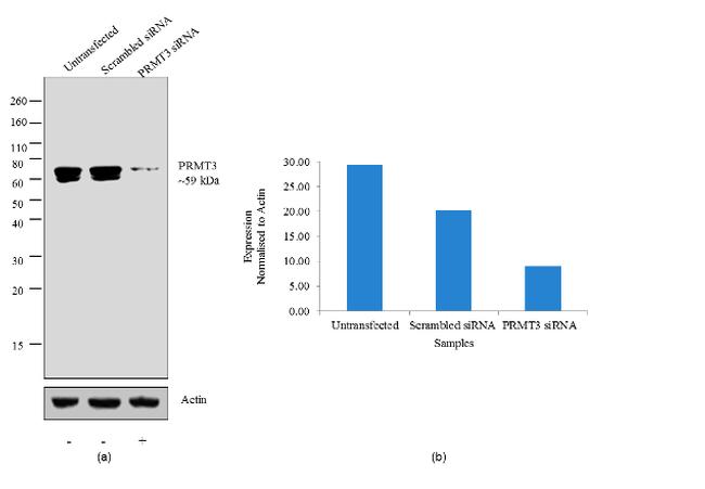 PRMT3 Antibody - PRMT3 Antibody in Western Blot (WB)