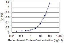 PRMT3 Antibody - Detection limit for recombinant GST tagged PRMT3 is 0.3 ng/ml as a capture antibody.